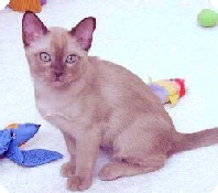 Selkatz Hannah Brown