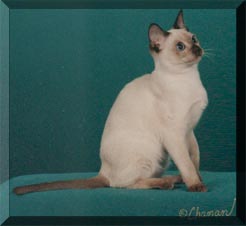 Toytown's Kiss Me Kate of Selkatz