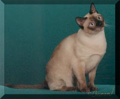 GP, RW ChestnutRose of Selkatz