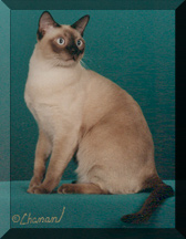 GP, RW ChestnutRose of Selkatz