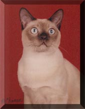 GP, RW ChestnutRose of Selkatz