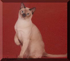 GP, RW ChestnutRose of Selkatz