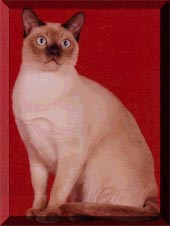 GP, RW ChestnutRose of Selkatz