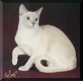 GP Oliver Twist of Selkatz