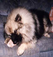 sabrebone